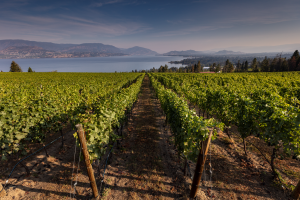 martin's lane winery, kelowna, mark anthony group, helen siwak, vancouver, bc, ecoluxury, wine and spirits, luxury lifestyle