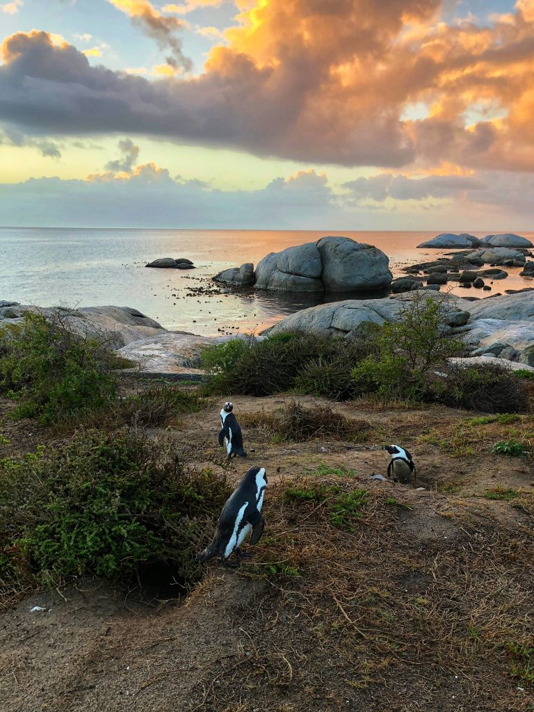 south africa, luxury travel, helen siwak, cape town, vancouver, bc