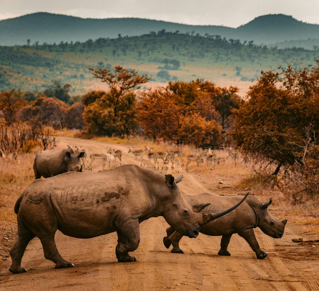 south africa, luxury travel, helen siwak, cape town, vancouver, bc