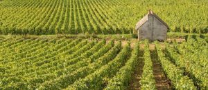 winery, vineyard, tuscany, okanagan, france, italy, travel and adventure, folioyvr, helen siwak, vancouver, yvr