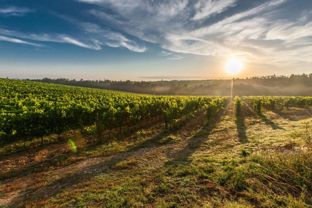 winery, vineyard, tuscany, okanagan, france, italy, travel and adventure, folioyvr, helen siwak, vancouver, yvr