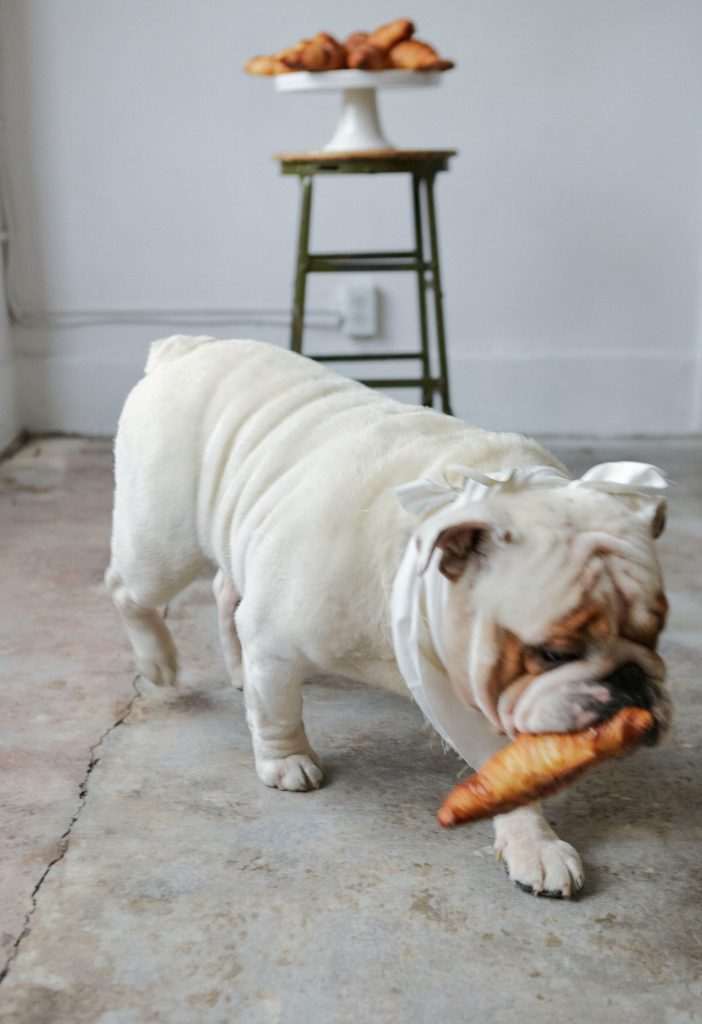 marche mon pitou, jesse jonathan hawes, triet duong, french bakery, folioyvr, helen siwak, vancouver, BC, yvr