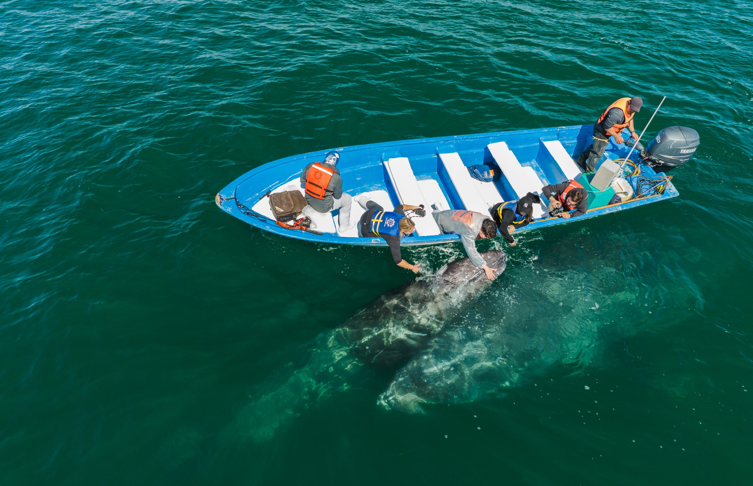 baja expeditions, luxury travel, once in a lifetime experience, mexico, baja california, whale watching, helen siwak, folioyvr