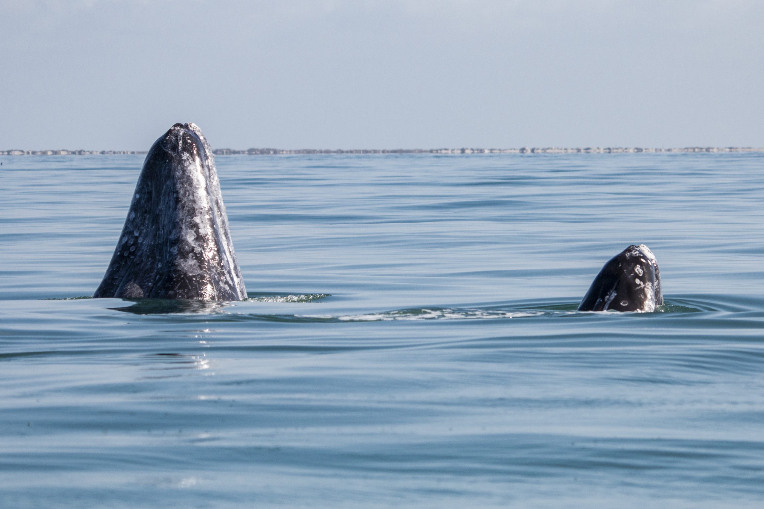 baja expeditions, luxury travel, once in a lifetime experience, mexico, baja california, whale watching, helen siwak, folioyvr