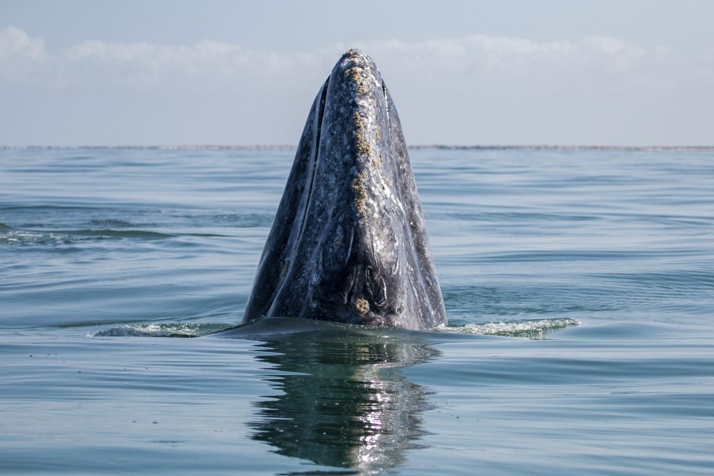 cocktails & cigars, vlad xanthopoulos, vancouver vices, vancouver, baja expeditions, helen siwak, folioyvr