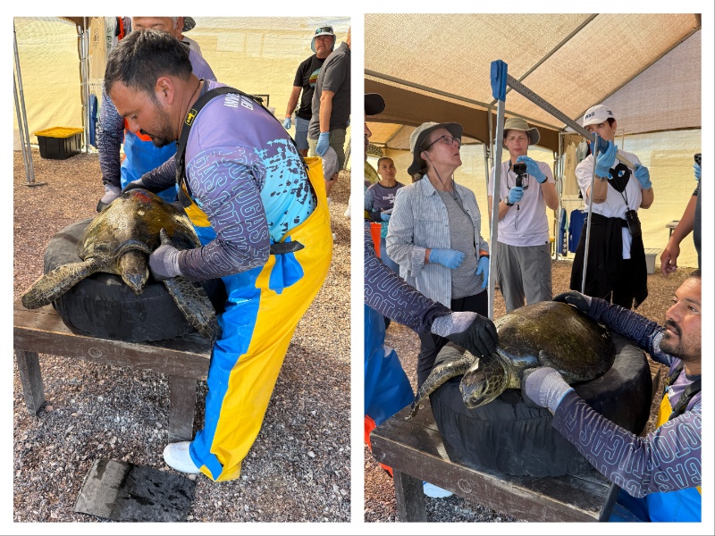 baja expeditions, luxury travel, once in a lifetime experience, mexico, baja california, whale watching, helen siwak, folioyvr