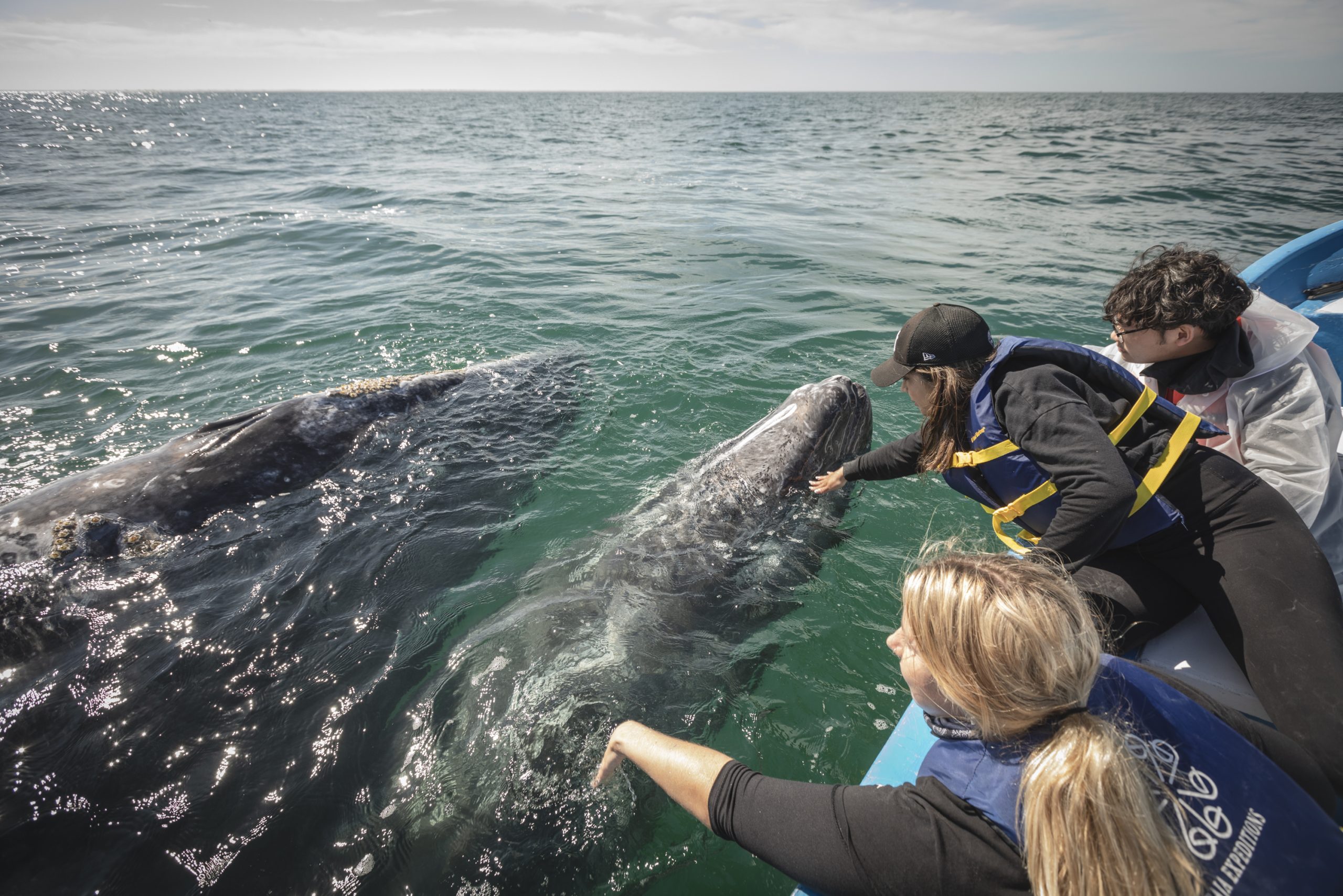 baja expeditions, luxury travel, once in a lifetime experience, mexico, baja california, whale watching, helen siwak, folioyvr