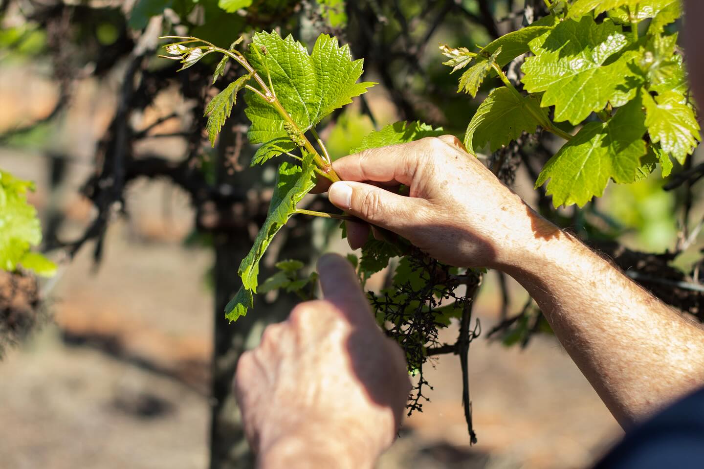 rewild, australian wine, vegan wine, luxury, west coast luxury, helen siwak, folioyvr, bc, yvr
