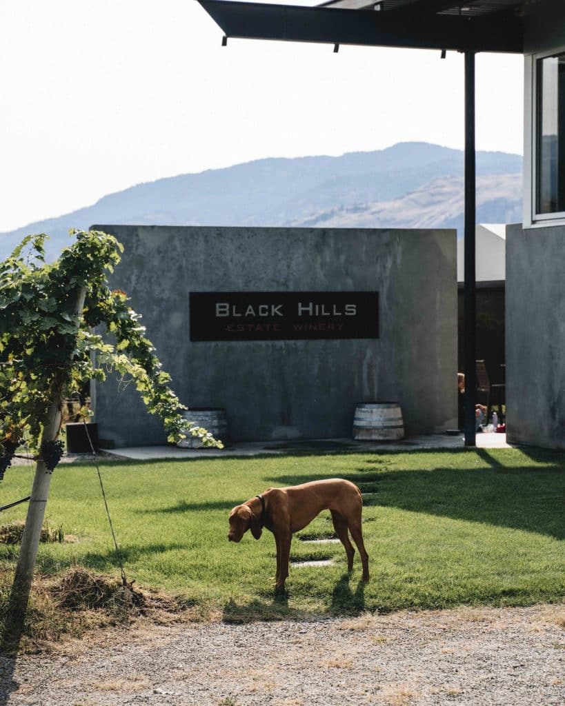 black hills winery, town hall brands, okanagan winery, helen siwak, folioyvr, vancouver, bc, oliver